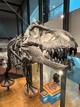 福井県立恐竜博物館に投稿された画像（2025/7/27）