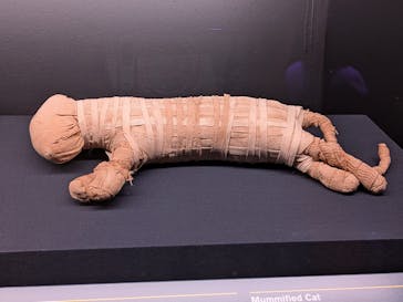 ACN ラムセス大王展 ファラオたちの黄金に投稿された画像（2025/7/27）