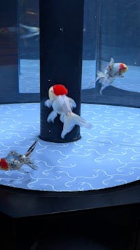 すみだ水族館に投稿された画像（2025/7/27）