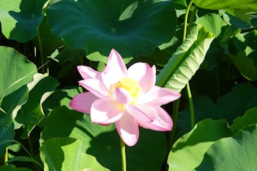 三溪園に投稿された画像（2025/7/27）