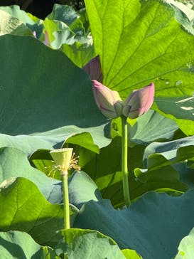 三溪園に投稿された画像（2025/7/27）