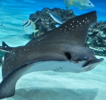 サンシャイン水族館に投稿された画像（2025/7/27）