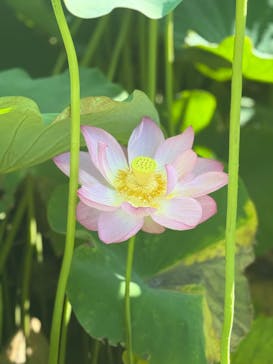 三溪園に投稿された画像（2025/7/27）