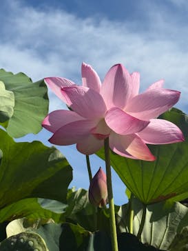 三溪園に投稿された画像（2025/7/27）