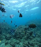 武藤潜水に投稿された画像（2025/7/27）