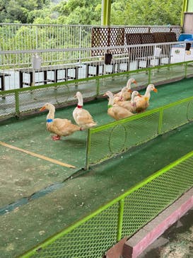 別府ケーブルラクテンチに投稿された画像（2025/7/27）