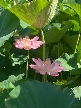 三溪園に投稿された画像（2025/7/27）