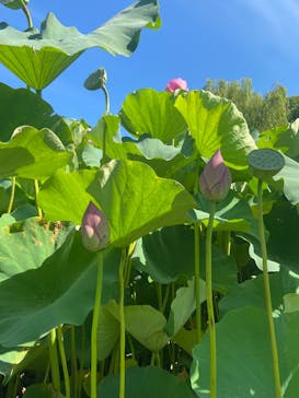 三溪園に投稿された画像（2025/7/27）