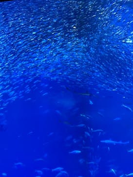 アクアワールド茨城県大洗水族館に投稿された画像（2025/7/27）