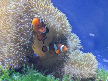 名古屋港水族館に投稿された画像（2025/7/27）