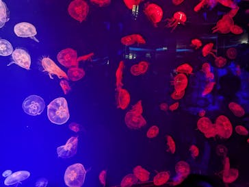 名古屋港水族館に投稿された画像（2025/7/27）