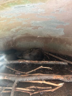 千葉市動物公園に投稿された画像（2025/7/27）