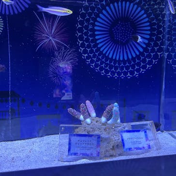 マクセル アクアパーク品川に投稿された画像（2025/7/27）