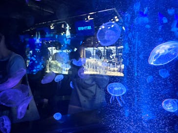 京都水族館に投稿された画像（2025/7/27）