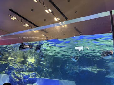 すみだ水族館に投稿された画像（2025/7/27）