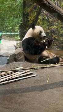 恩賜上野動物園に投稿された画像（2025/7/27）