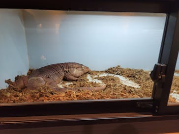 リトルモンスター展～「うゎっ」と「ぅわぁ～」のいきものたち～ @新潟県立自然科学館に投稿された画像（2025/7/27）