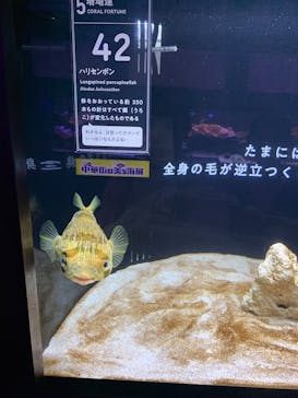 横浜開運水族館 フォーチュンアクアリウムに投稿された画像（2025/7/27）