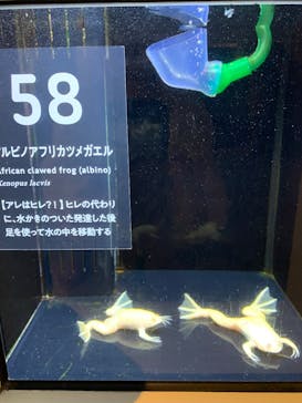 横浜開運水族館 フォーチュンアクアリウムに投稿された画像（2025/7/27）