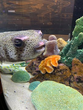 横浜開運水族館 フォーチュンアクアリウムに投稿された画像（2025/7/27）