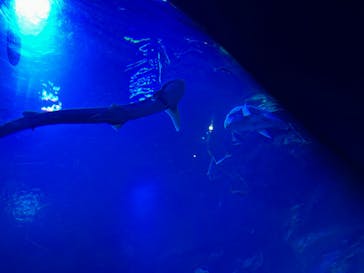 京都水族館に投稿された画像（2025/7/27）