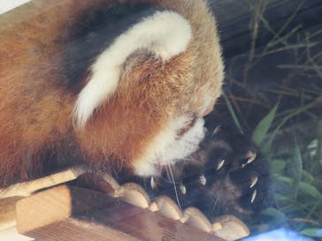 恩賜上野動物園に投稿された画像（2025/7/27）