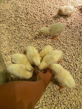 Moff animal cafe イオンモール幕張新都心店に投稿された画像（2025/7/27）