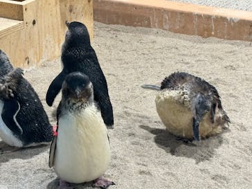 AOAO SAPPOROに投稿された画像（2025/7/27）