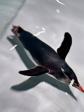 AOAO SAPPOROに投稿された画像（2025/7/27）