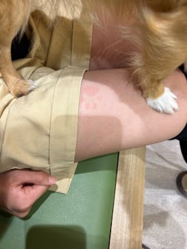 いぬカフェRio 鎌倉小町通り店に投稿された画像（2025/7/27）