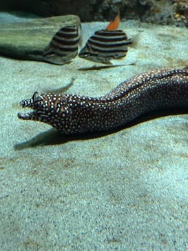 名古屋港水族館に投稿された画像（2025/7/27）