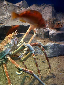 名古屋港水族館に投稿された画像（2025/7/27）