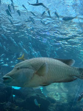 名古屋港水族館に投稿された画像（2025/7/27）