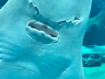 マリンワールド海の中道に投稿された画像（2025/7/27）