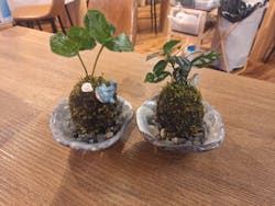 伊勢夫婦岩めおと横丁　めおと岩アクティビティに投稿された画像（2025/7/27）