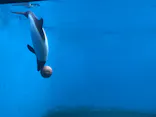 仙台うみの杜水族館に投稿された画像（2025/7/27）