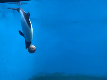 仙台うみの杜水族館に投稿された画像（2025/7/27）