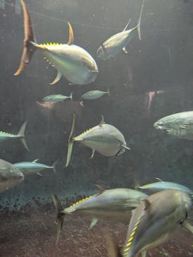 葛西臨海水族園に投稿された画像（2025/7/27）