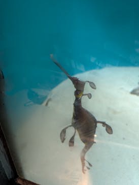 葛西臨海水族園に投稿された画像（2025/7/27）