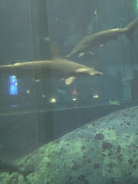 葛西臨海水族園に投稿された画像（2025/7/27）