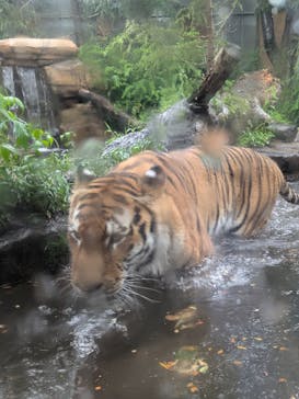 那須どうぶつ王国に投稿された画像（2025/7/27）
