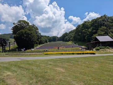 たんばらラベンダーパークに投稿された画像（2025/7/27）