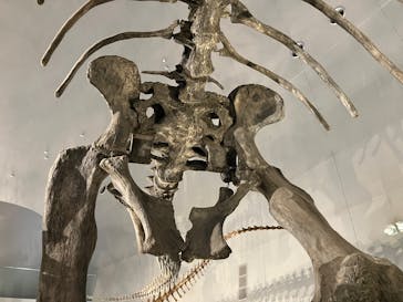 福井県立恐竜博物館に投稿された画像（2025/7/27）