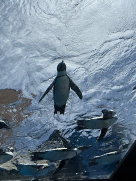 サンシャイン水族館に投稿された画像（2025/7/27）