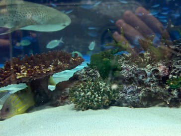 サンシャイン水族館に投稿された画像（2025/7/27）