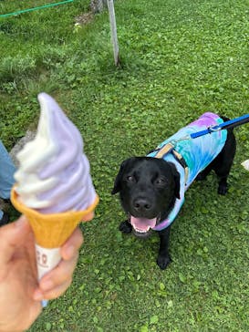 たんばらラベンダーパークに投稿された画像（2025/7/27）