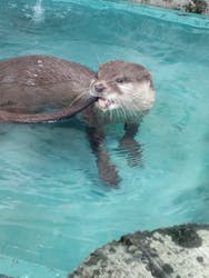 下田海中水族館に投稿された画像（2025/7/27）