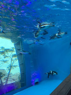 サンシャイン水族館に投稿された画像（2025/7/27）