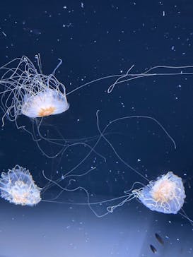 サンシャイン水族館に投稿された画像（2025/7/27）