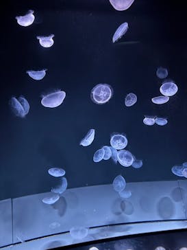 サンシャイン水族館に投稿された画像（2025/7/27）
